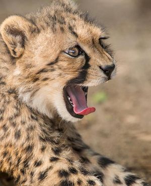 Image post by @sandiegozoo on Instagram