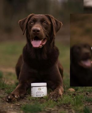 Image post by @pupfluence on Instagram