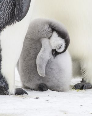 Image post by @oceana on Instagram