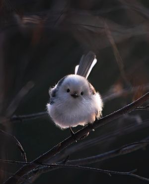 Image post by @rspb on Instagram