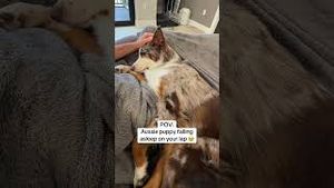 Video post by @randysilvertv on YouTube