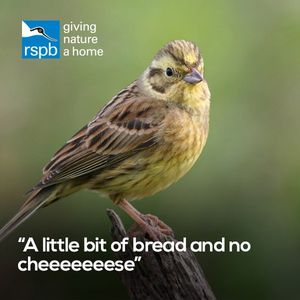 Image post by @rspb on Instagram