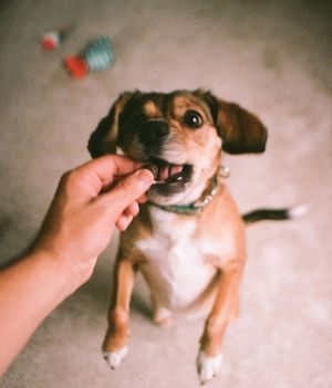 Image post by @evolvepetfood on Instagram