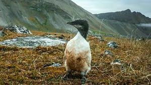Video post by @bbcearth on YouTube