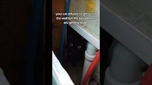 Video post by @liztries on YouTube