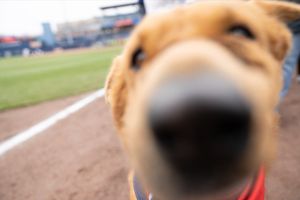 Image post by @MiLB on Twitter