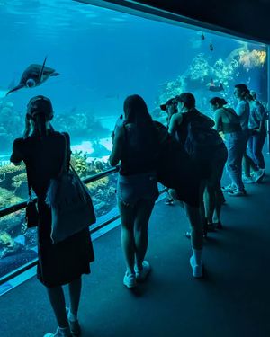 Image post by @seaworldaus on Instagram