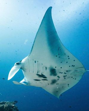 Image post by @sealegacy on Instagram