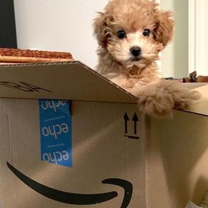 Image post by @amazon on Instagram