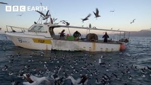 Video post by @bbcearth on YouTube