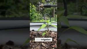 Video post by @bettertogetherlife on YouTube