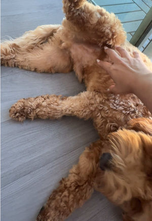 Video post by @tedflixnchill on TikTok