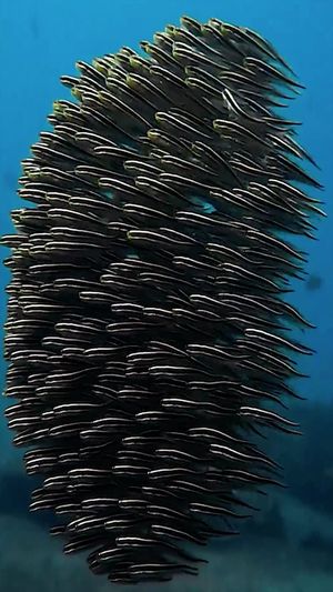 Video post by @bbcearth on Instagram