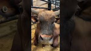 Video post by @pbr on YouTube