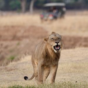 Image post by @chiawasafaris on Instagram