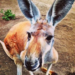 Image post by @sandiegozoo on Instagram