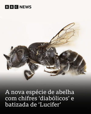 Image post by @bbcbrasil on Instagram