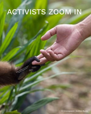 Image post by @greenpeace on Instagram