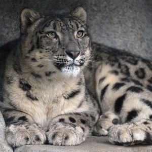 Image post by @sandiegozoo on Instagram