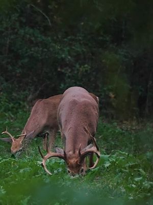 Image post by @realtreeoutdoors on Instagram