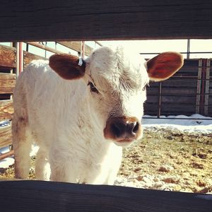 Image post by @nationalwestern on Instagram