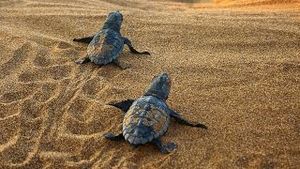 Video post by @bbcearth on YouTube