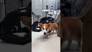 Video post by @haophu on YouTube