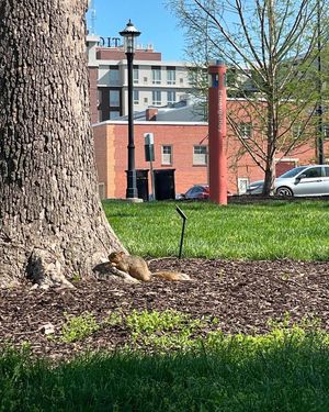 Image post by @squirrels.mizzou on Instagram