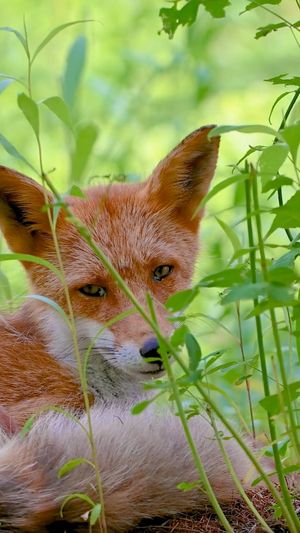 Video post by @bbcearth on Instagram