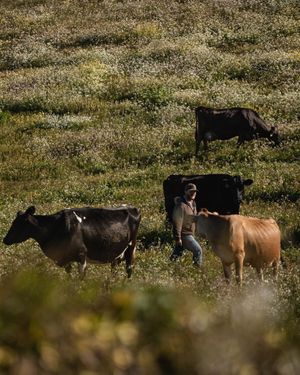 Image post by @strausmilk on Instagram