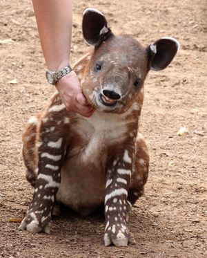 Image post by @sandiegozoo on Instagram