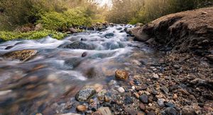 Image post by @bengaldes_photography on Instagram