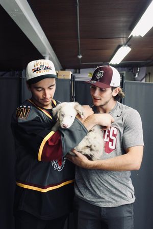 Image post by @Chicago_Wolves on Twitter