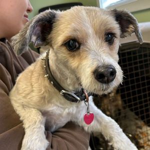 Image post by @whitmanpets on Instagram