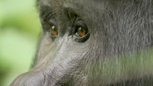 Video post by @bbcearth on YouTube
