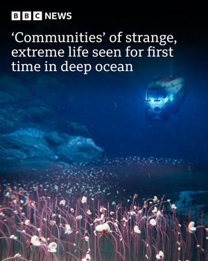 Image post by @bbcnews on Instagram