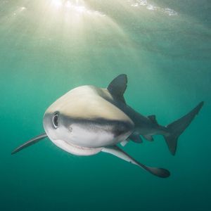 Image post by @animalplanet on Instagram