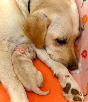 Image post by @canineorg on Instagram