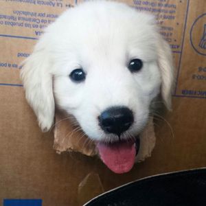 Image post by @mikethewhitegolden on Instagram