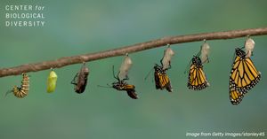 Image post by @centerforbiodiv on Instagram