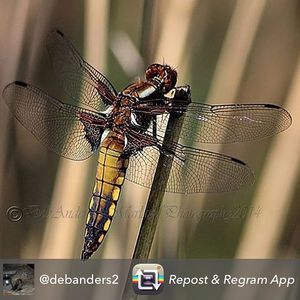 Image post by @rspb on Instagram