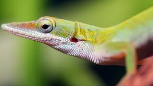 Video post by @bbcearth on YouTube