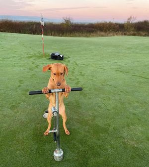 Image post by @golfdogs on Instagram
