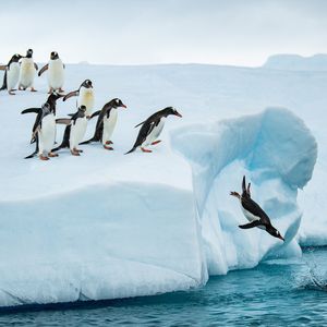 Image post by @bbcearth on Instagram