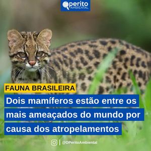 Image post by @operitoambiental on Instagram