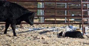 Image post by @nationalwestern on Instagram