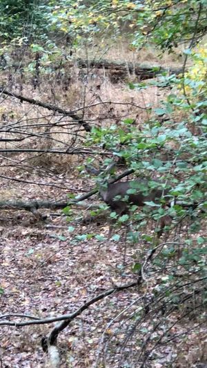 Video post by @thehuntingchallenge on Instagram