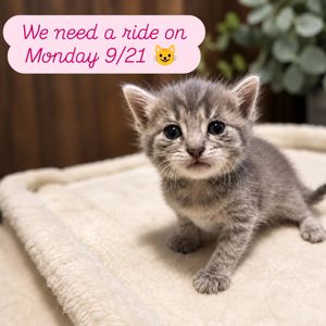 Image post by @northmeckanimalrescue on Instagram