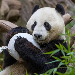 Image post by @sandiegozoo on Instagram