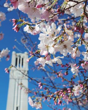 Image post by @ncstate on Instagram